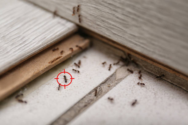 Best Pest Removal Services  in Carolina Beach, NC